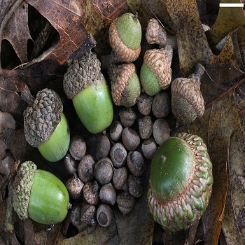 Acorn for sale,South Africa price supplier - 21food