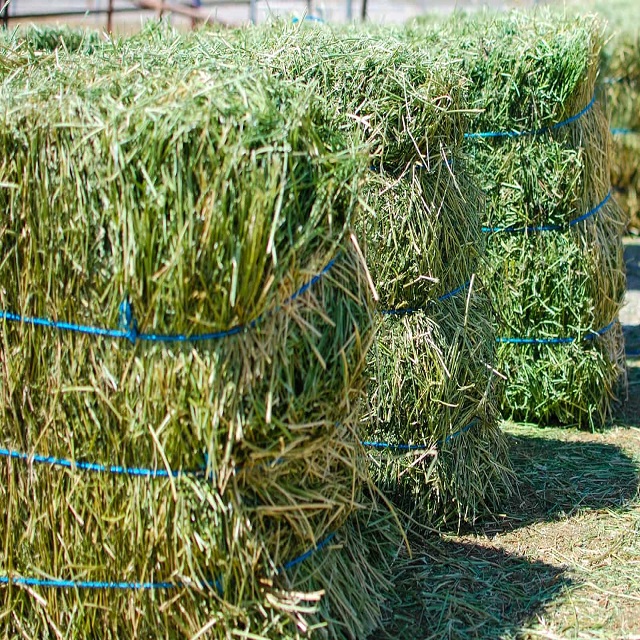 Alfalfa hay in Bales,South Africa price supplier - 21food