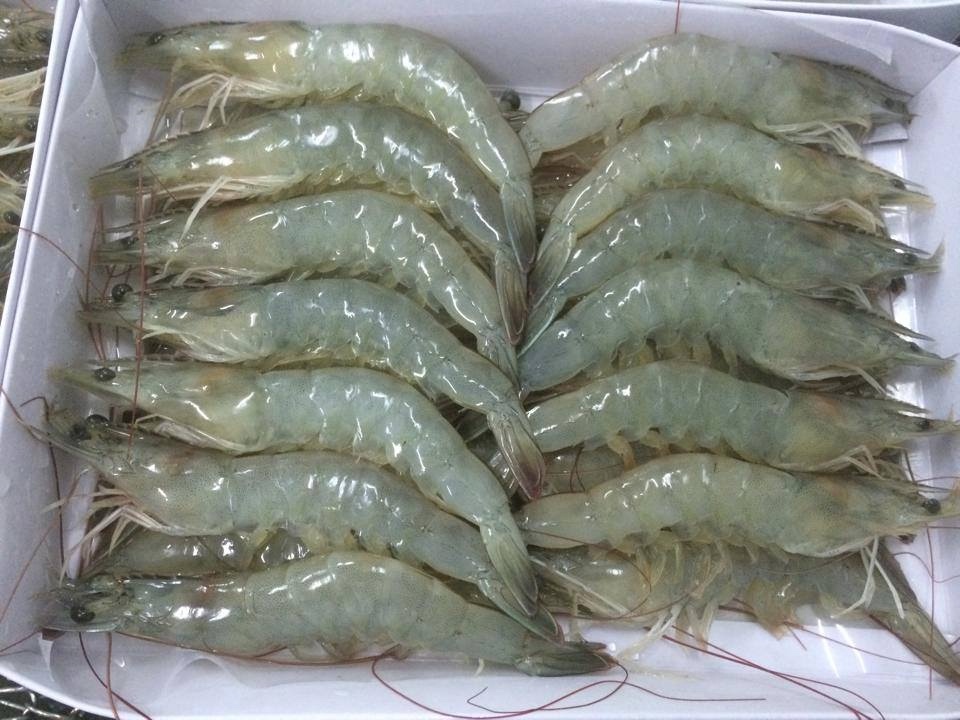 Frozen Shrimp Feed Vannamei Pdto Prawn Vanamei Shrimp Frozen Pd South