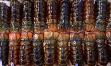 Fresh Quality Pacific Canadian Red Lobsters for sale
