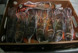 Fresh Quality Pacific Canadian Red Lobsters for sale