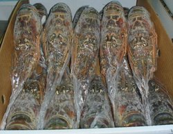 Fresh Quality Pacific Canadian Red Lobsters for sale