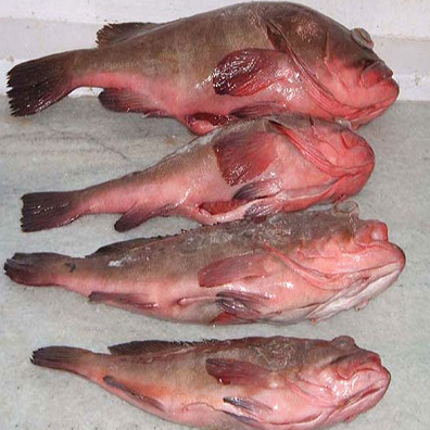 Whole Frozen Reef Cod Fish for sale