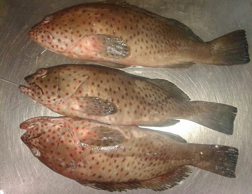 Whole Frozen Reef Cod Fish for sale