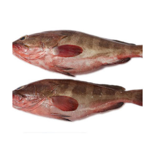 Whole Frozen Reef Cod Fish for sale