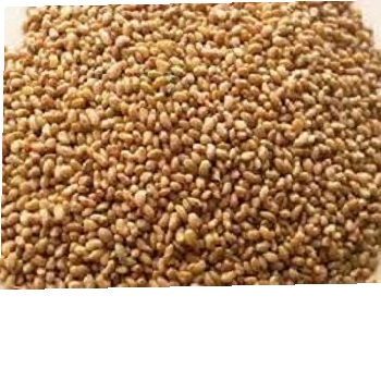 Alfalfa seeds,Lucern Seeds ,Alfalfa Ladhak Lucerne Seeds and Alfalfa ...