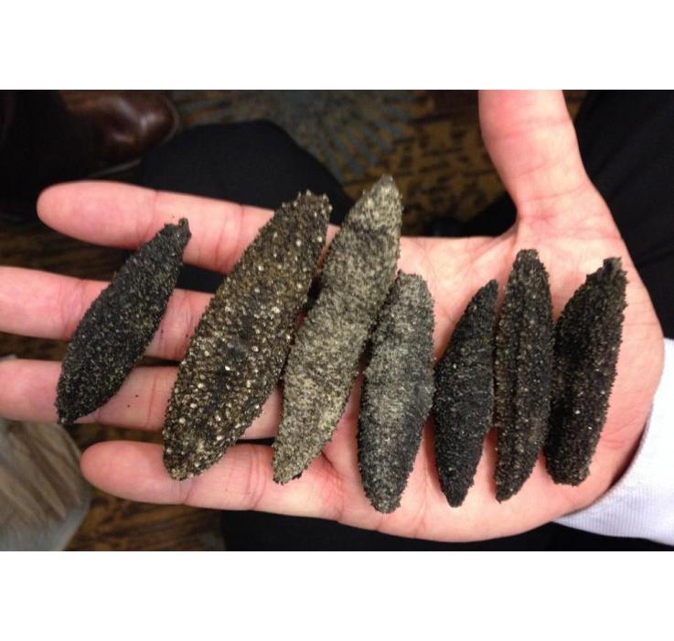 High quality low calorie fatigue dried trepang
