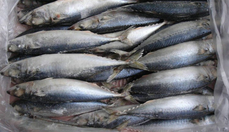 High quality nutritious frozen pacific mackerel