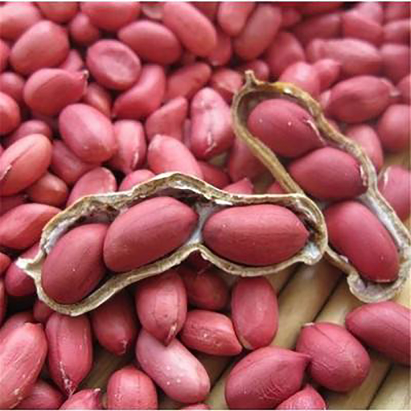 Red peanut,blanched peanut kernels,Bold Peanuts Blanched Peanuts Java ...