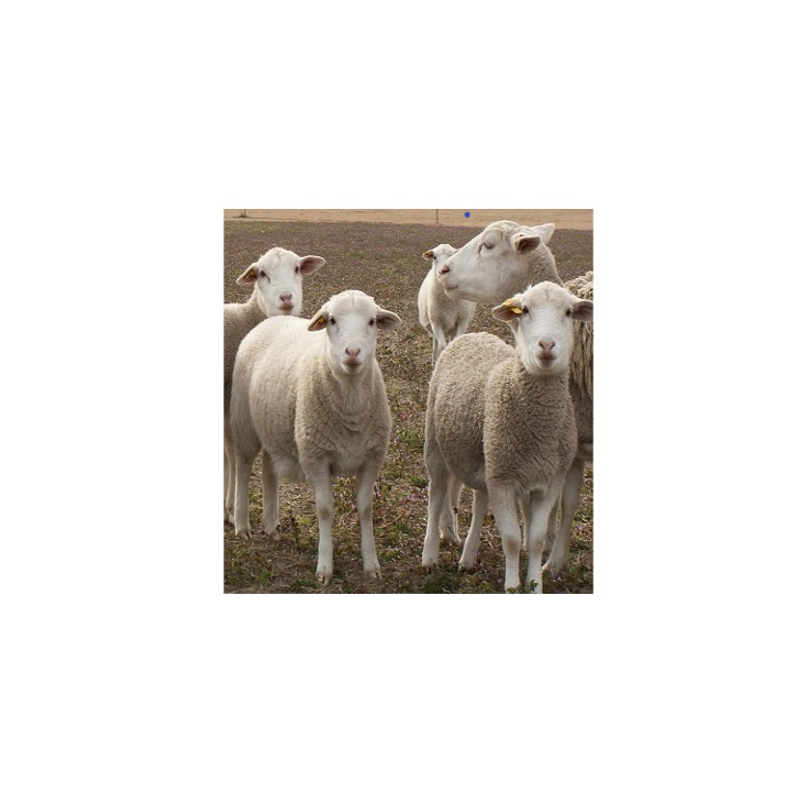 awassi sheep for sale Fat Tail Awassi Sheep Live Healthy Fat Tail ...