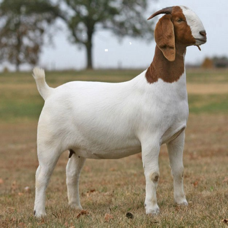 Boer Pure Breed Boer Goats live ,African Boer Local Breed Goat for sale ...