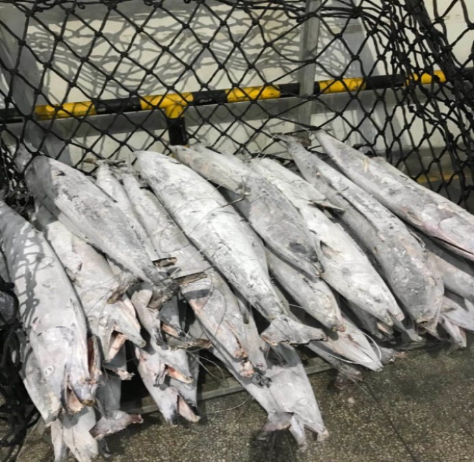 seafrozen fresh wahoo fish for sale,South Africa price supplier - 21food