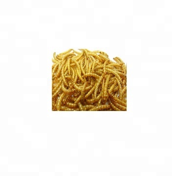 mealworm,yellow mealworm,dried mealworm now in stock