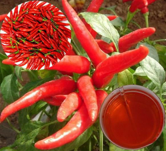 Paprika Oleoresin,South Africa price supplier 21food