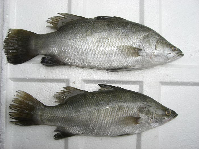 Frozen Barramundi,South Africa price supplier - 21food