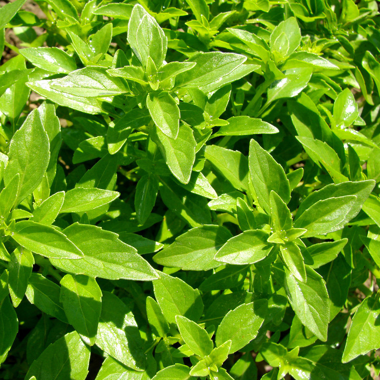 Top Quality Ocimum basilicum/ Sweet Basil Seed for Sale/ Planting