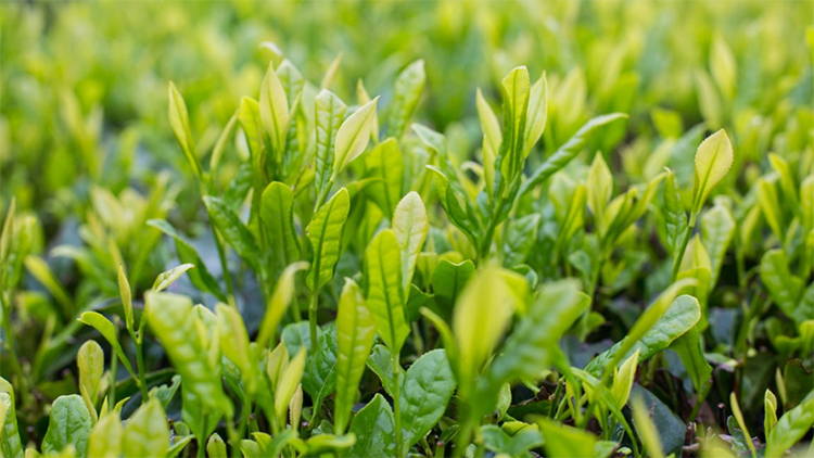 2020 New Harvest High Germination Chinese Tea Plant Camellia sinensis