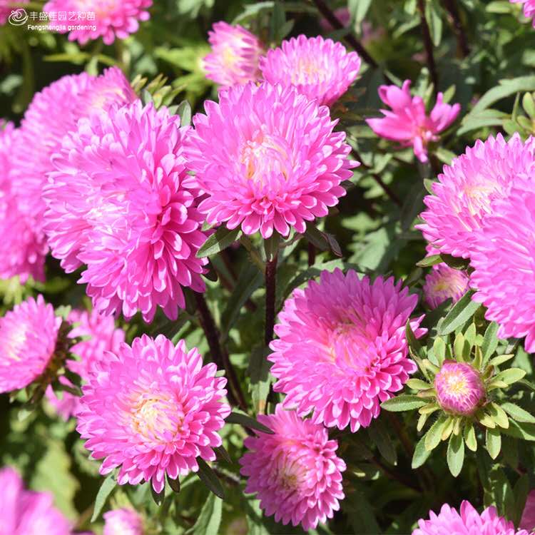 Wholesale Callistephus Chinensis Floriculture 1000 seeds China aster ...