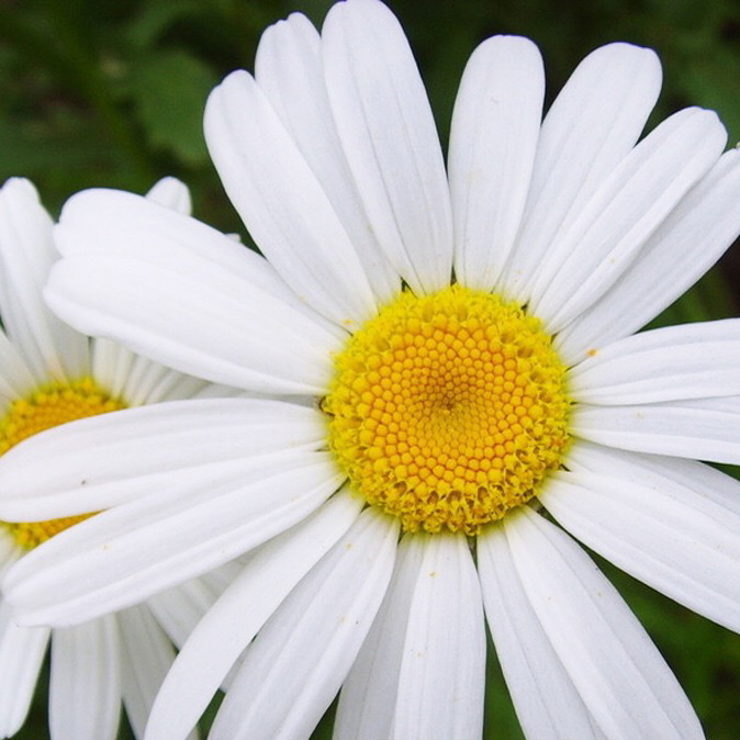 Wholesale Garden Flower Seed Chrysanthemum paludosum Creeping Daisy ...