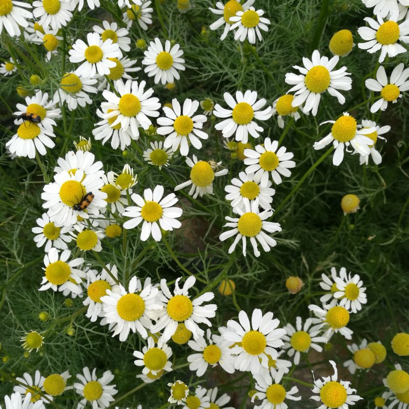 Creeping Daisy Seeds  Chrysanthemum Paludosum