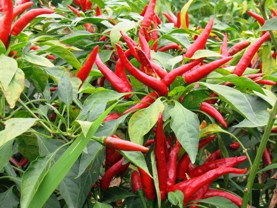 Hybrid f1 red Chili Hot Pepper Vegetable Seeds for Chaosheng No.229 ...