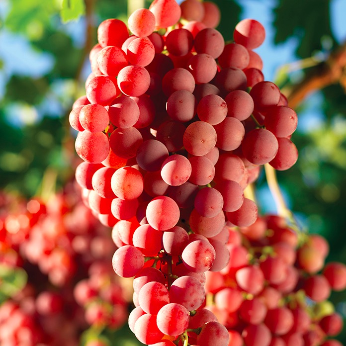 NON-GMO fruit red globe grape seeds,China price supplier - 21food
