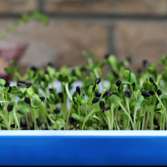 wholesale high quality micro greens vegetables seeds for oil sunflower