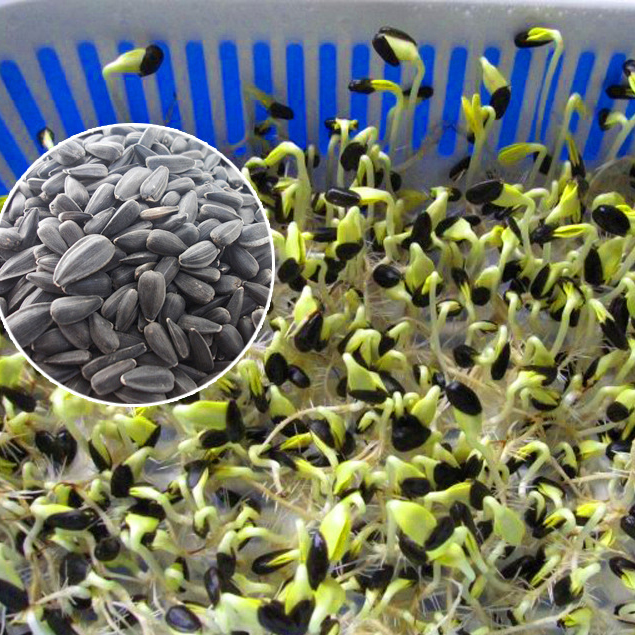 wholesale high quality micro greens vegetables seeds for oil sunflower