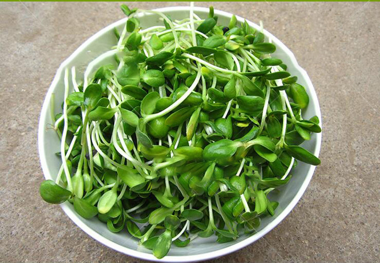 wholesale high quality micro greens vegetables seeds for oil sunflower