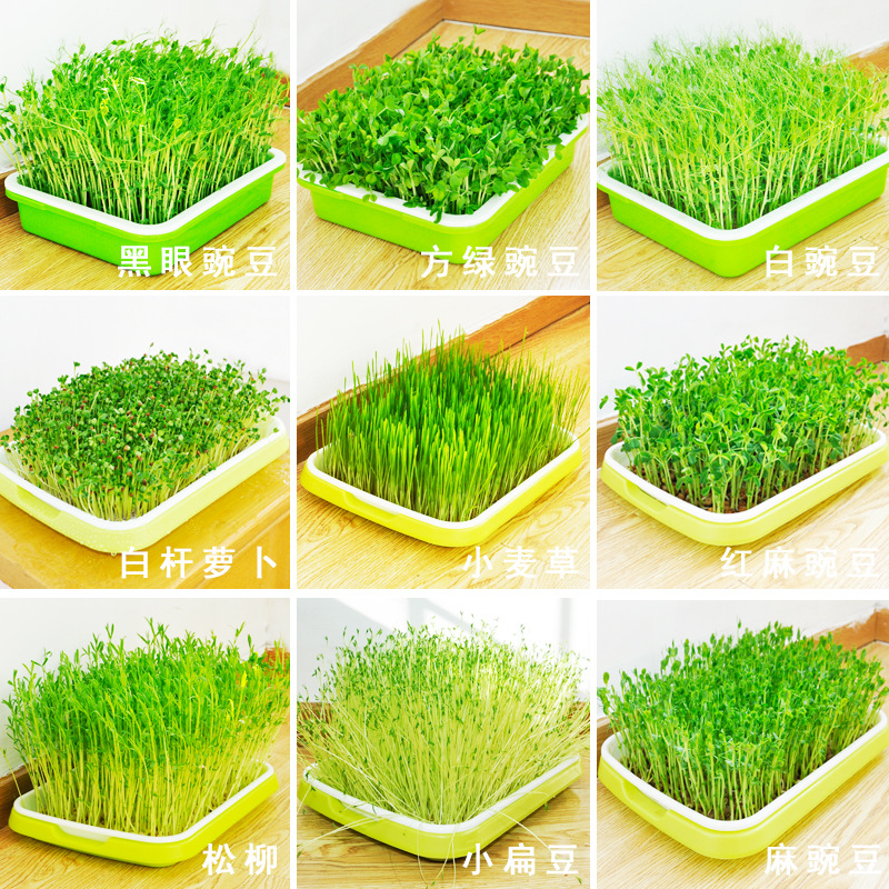 wholesale high quality micro greens vegetables seeds for oil sunflower