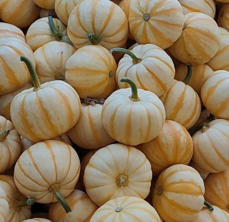 wholesale Chinese seeds orange Mini crown Pumpkin seeds,China price ...