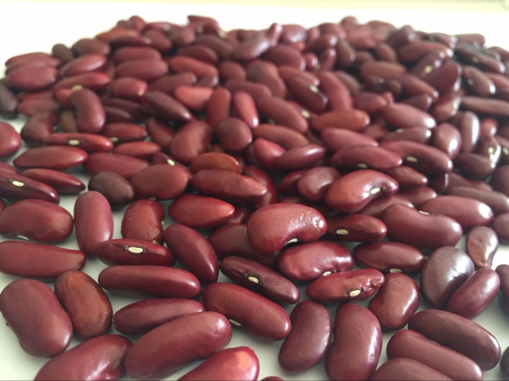 Wholesale natural brown dark red kidney beans with cheap market price