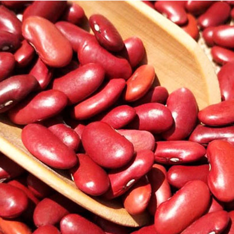 Wholesale natural brown dark red kidney beans with cheap market price
