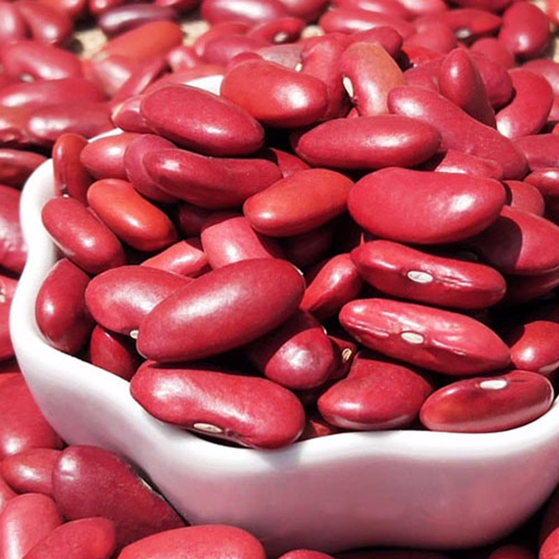 Wholesale natural brown dark red kidney beans with cheap market price
