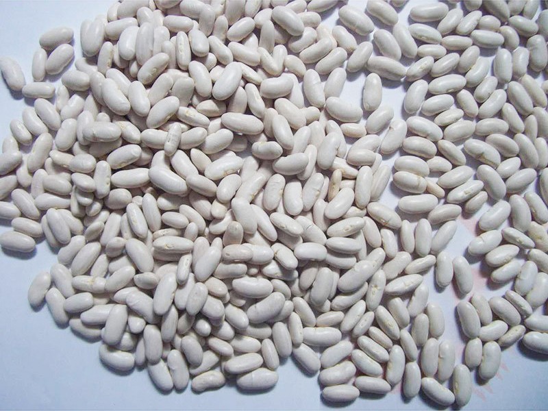 Chinese large size long types of White Kidney Beans dry with Free samples