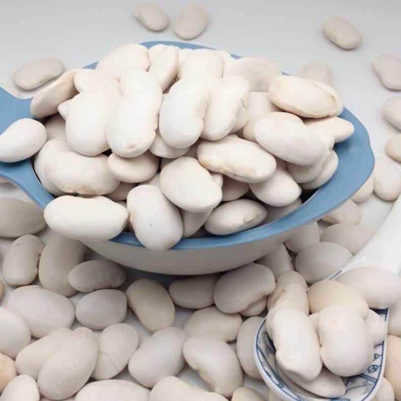 Chinese large size long types of White Kidney Beans