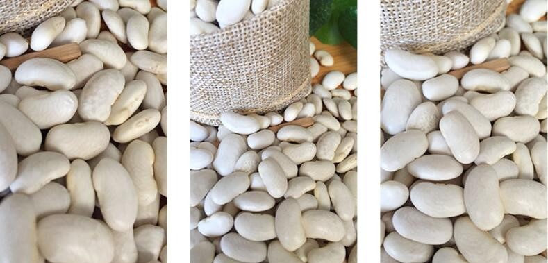 Chinese large size long types of White Kidney Beans