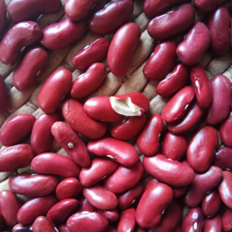 China factory sell high quality dark red kidney beans