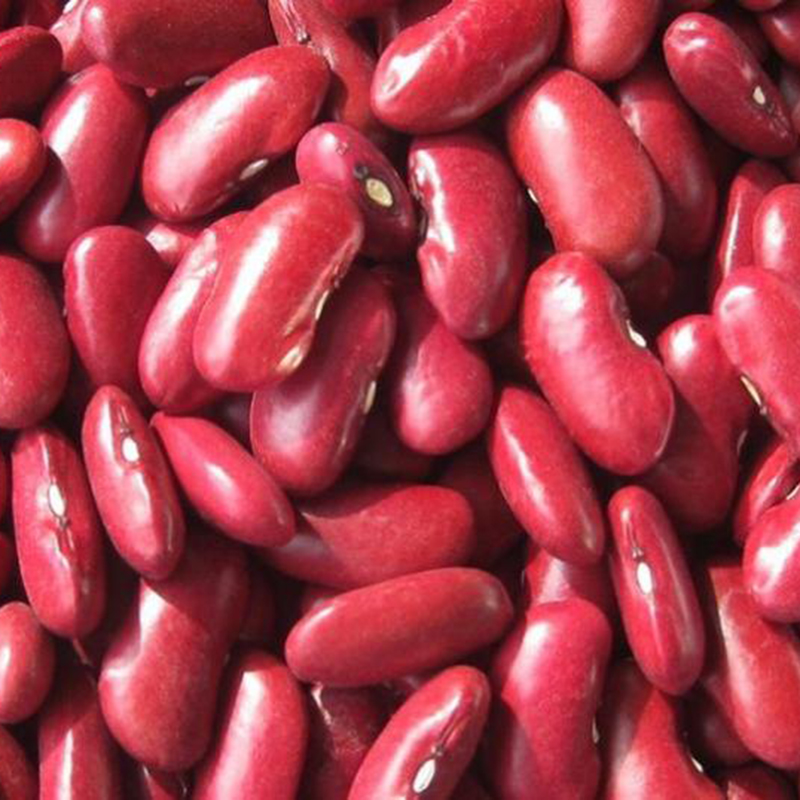 China factory sell high quality dark red kidney beans