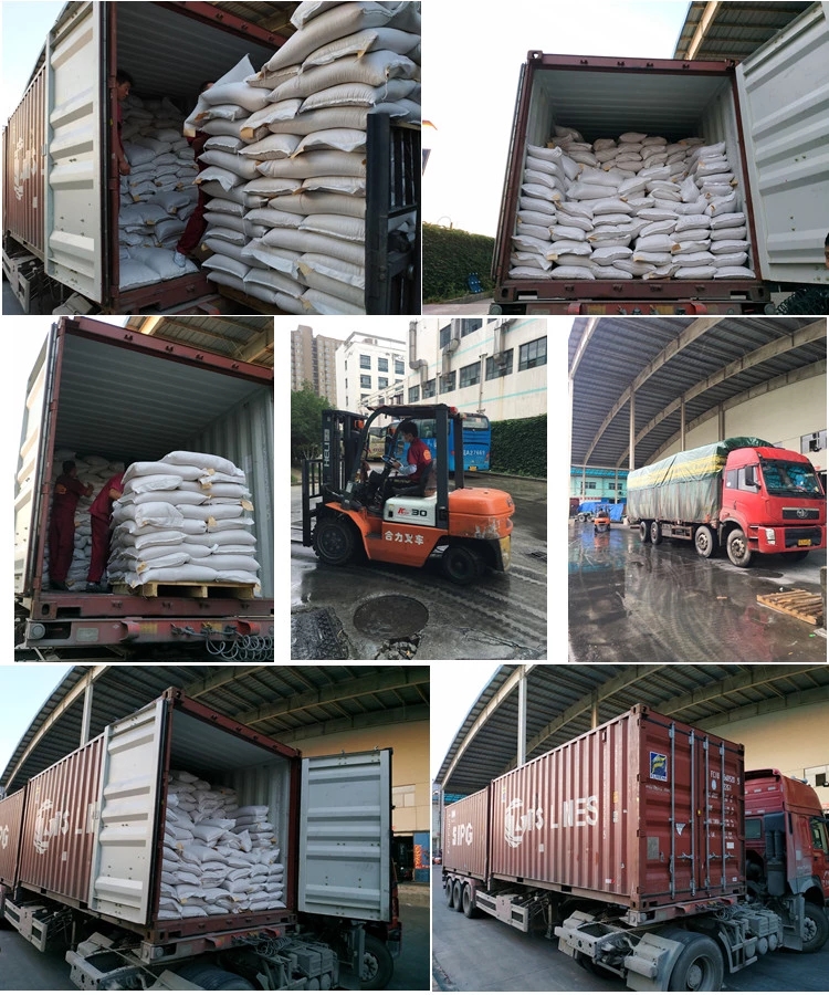 Low price wholesale new crop chinese  broad beans  with good quality