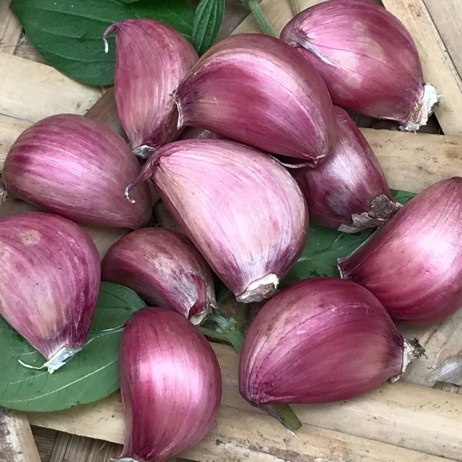 Buy storing peeled heart health  garlic cloves  hip balay in bulk price