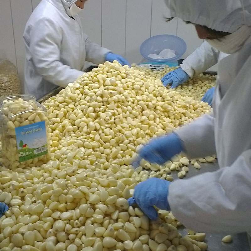 Fresh natural peeled garlic supplier in China