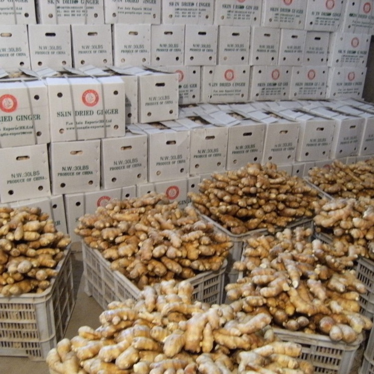 Wholesale export grade fresh ginger welcome to buy perennial export fresh ginger
