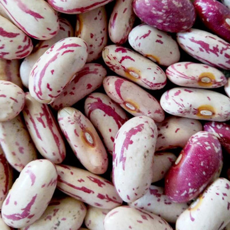 Nutritious long shape light speckled kidney beans with cheap price