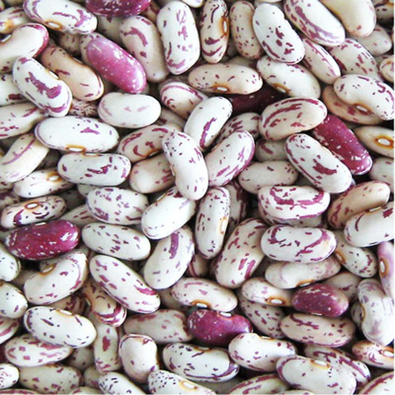 Nutritious long shape light speckled kidney beans with cheap price