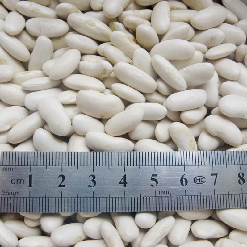 New Crop Natural Dried White Kidney Beans for sale with lowest price