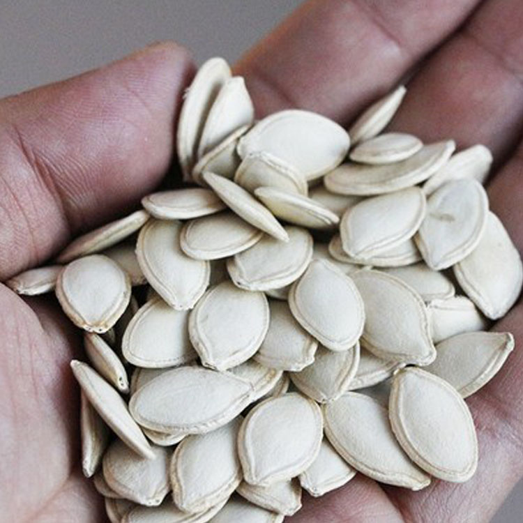 Cheap white pumpkin seeds Pumpkin seeds grown Best price pumpkin seeds ...