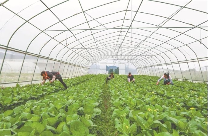 Touchhealthy supply okra hybrid seeds for planting from vegetable seeds factory 10gram/bags