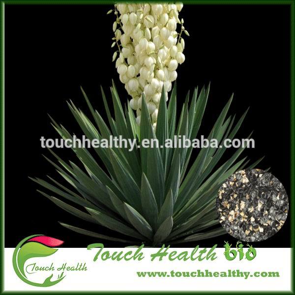 Agave Sisalana Seeds (Sisal)