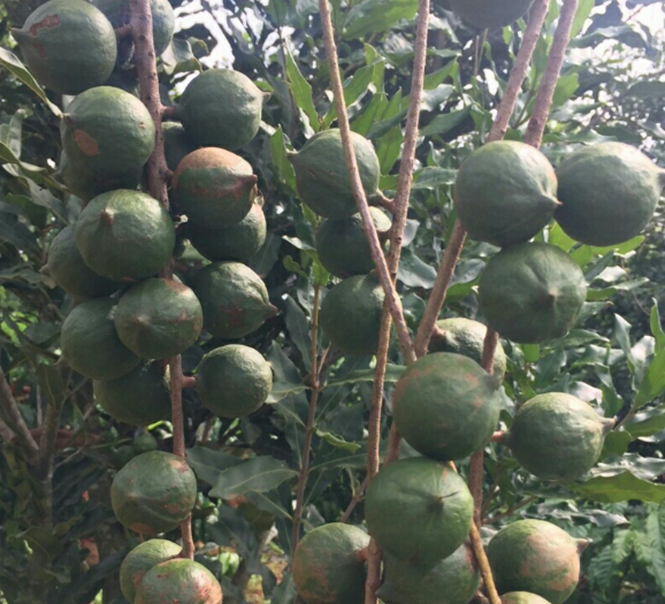Best Quality Macadamia Nut/ QUALITY ALMOND, MACADEMIA